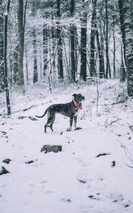 Preview wallpaper dog, winter, forest, walk, snow