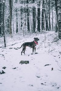 Preview wallpaper dog, winter, forest, walk, snow