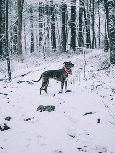 Preview wallpaper dog, winter, forest, walk, snow
