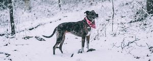 Preview wallpaper dog, winter, forest, walk, snow