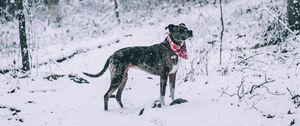 Preview wallpaper dog, winter, forest, walk, snow