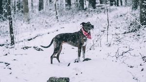 Preview wallpaper dog, winter, forest, walk, snow