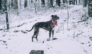 Preview wallpaper dog, winter, forest, walk, snow