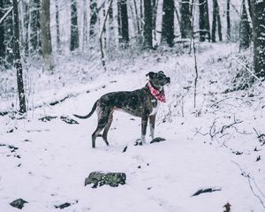 Preview wallpaper dog, winter, forest, walk, snow