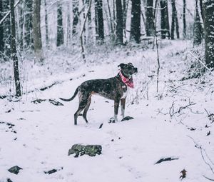Preview wallpaper dog, winter, forest, walk, snow
