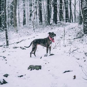 Preview wallpaper dog, winter, forest, walk, snow