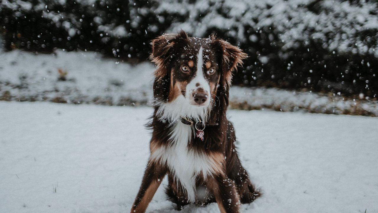 Wallpaper dog, winter, snow, playful