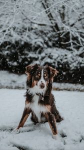 Preview wallpaper dog, winter, snow, playful