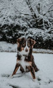 Preview wallpaper dog, winter, snow, playful