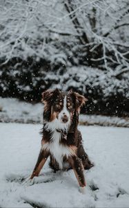 Preview wallpaper dog, winter, snow, playful