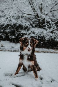 Preview wallpaper dog, winter, snow, playful