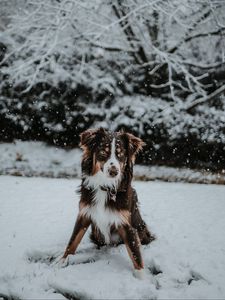 Preview wallpaper dog, winter, snow, playful
