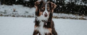 Preview wallpaper dog, winter, snow, playful