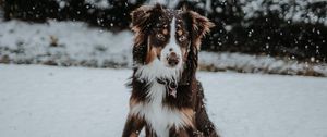 Preview wallpaper dog, winter, snow, playful