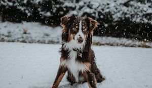 Preview wallpaper dog, winter, snow, playful