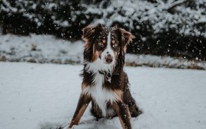 Preview wallpaper dog, winter, snow, playful