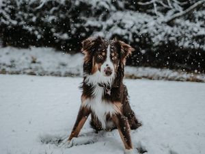 Preview wallpaper dog, winter, snow, playful