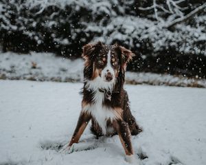Preview wallpaper dog, winter, snow, playful