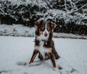 Preview wallpaper dog, winter, snow, playful