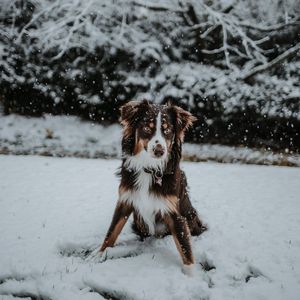 Preview wallpaper dog, winter, snow, playful