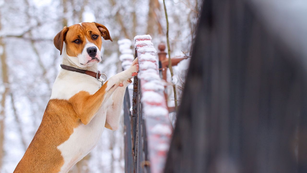 Wallpaper dog, winter, snow, blurring
