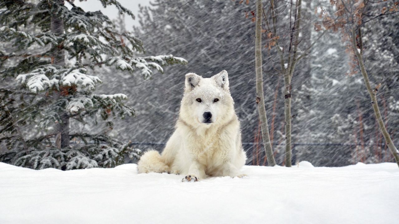 Wallpaper dog, wolf, forest, snow, lying