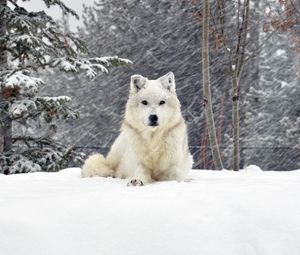 Preview wallpaper dog, wolf, forest, snow, lying
