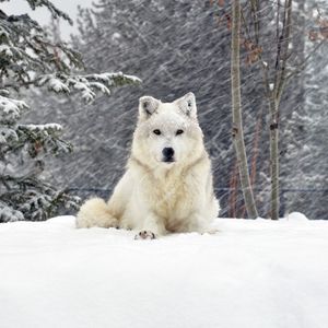 Preview wallpaper dog, wolf, forest, snow, lying