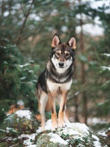 Preview wallpaper dog, wolf, sight, walk