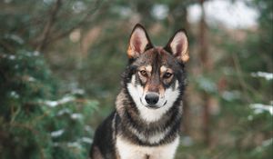 Preview wallpaper dog, wolf, sight, walk
