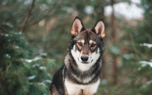Preview wallpaper dog, wolf, sight, walk