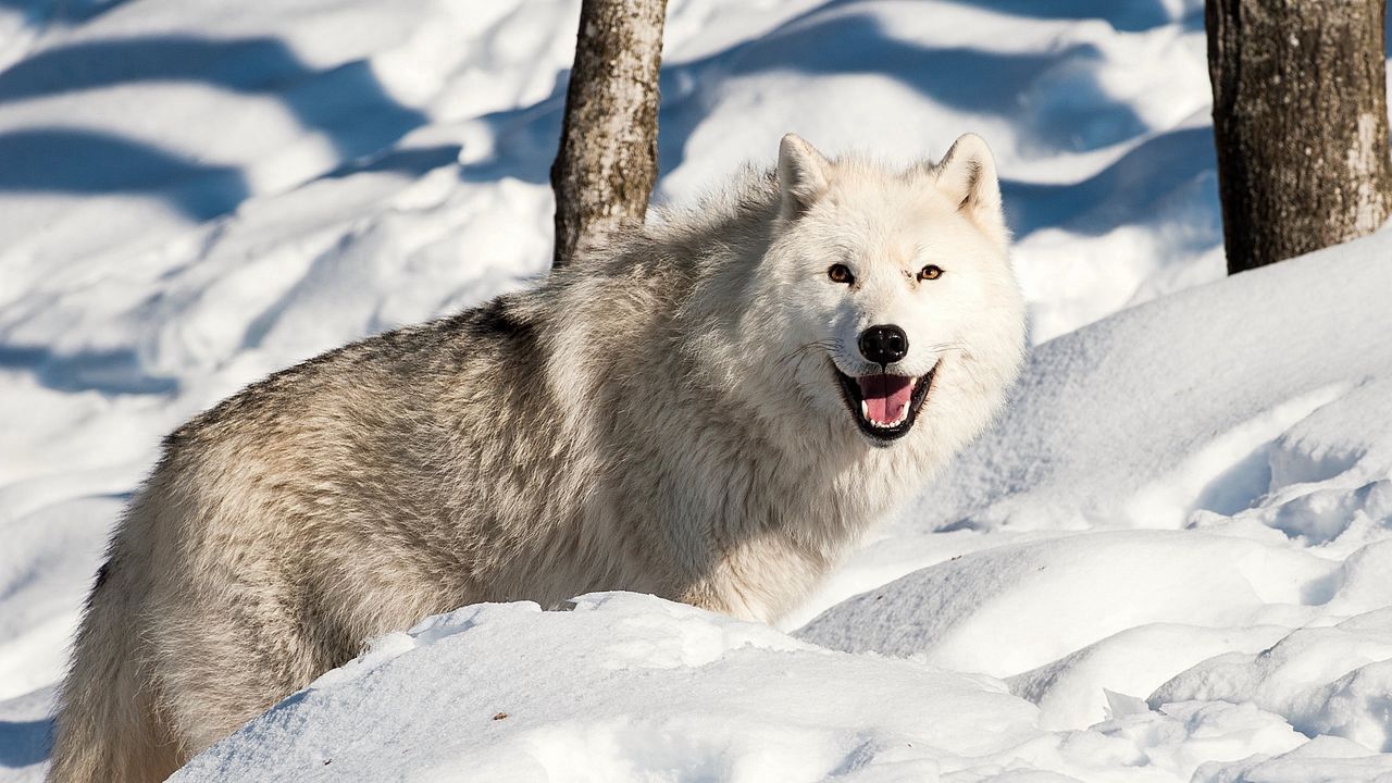 Wallpaper dog, wolf, snow, winter