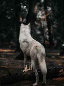 Preview wallpaper dog, wolf, white, forest, wool