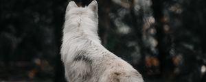 Preview wallpaper dog, wolf, white, forest, wool