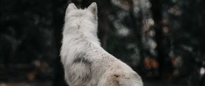 Preview wallpaper dog, wolf, white, forest, wool