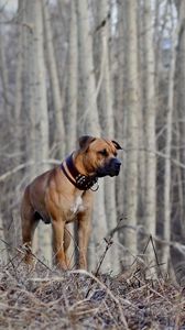 Preview wallpaper dog, woods, walking, hunting, fall