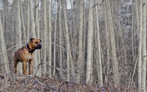 Preview wallpaper dog, woods, walking, hunting, fall