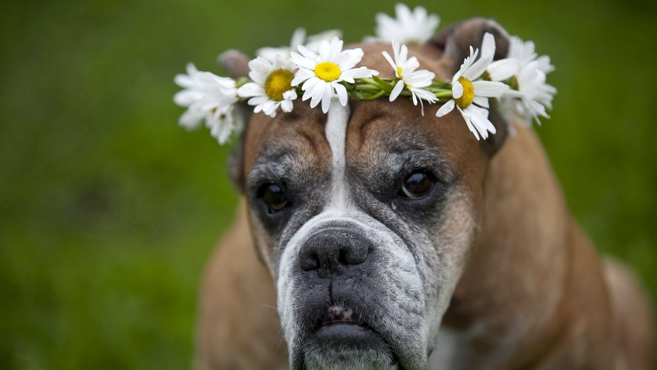 Wallpaper dog, wreath, flowers, daisies