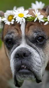 Preview wallpaper dog, wreath, flowers, daisies