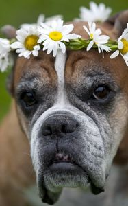 Preview wallpaper dog, wreath, flowers, daisies