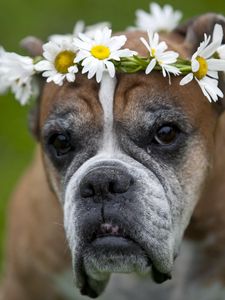 Preview wallpaper dog, wreath, flowers, daisies