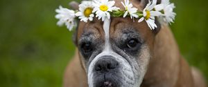 Preview wallpaper dog, wreath, flowers, daisies