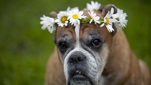 Preview wallpaper dog, wreath, flowers, daisies