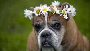 Preview wallpaper dog, wreath, flowers, daisies