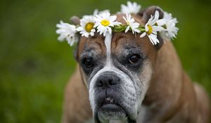 Preview wallpaper dog, wreath, flowers, daisies