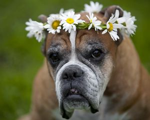 Preview wallpaper dog, wreath, flowers, daisies