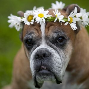 Preview wallpaper dog, wreath, flowers, daisies