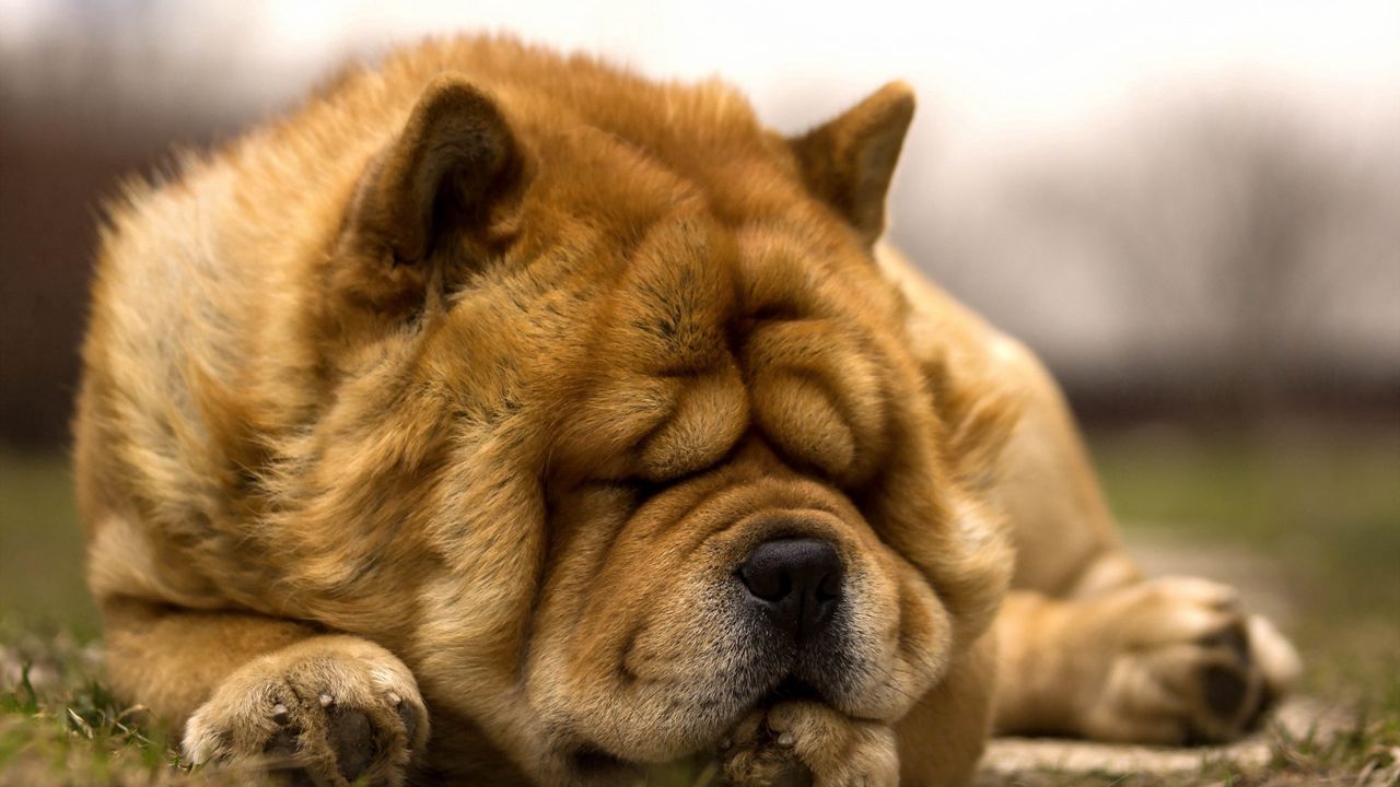 Wallpaper dog, wrinkles, face, dream