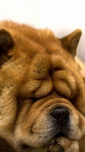 Preview wallpaper dog, wrinkles, face, dream