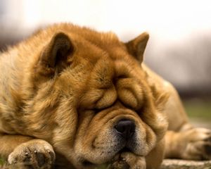 Preview wallpaper dog, wrinkles, face, dream